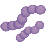 Streptococcus pneumoniae